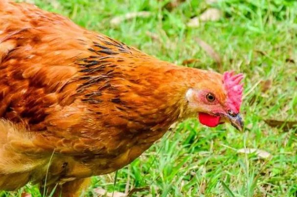 观者如山什么肖