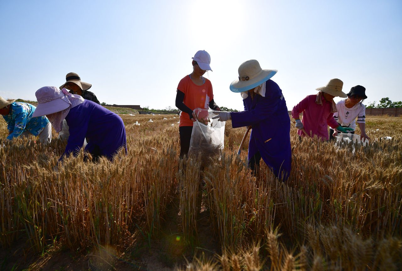 黄磊的“麦田大学”是为了赚钱吗?