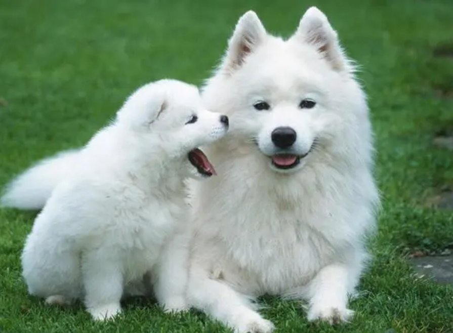 街坊邻居是什么生肖