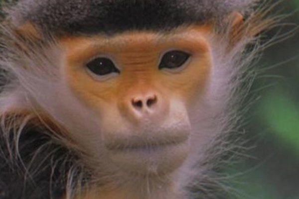 奔车朽索打一准确生肖