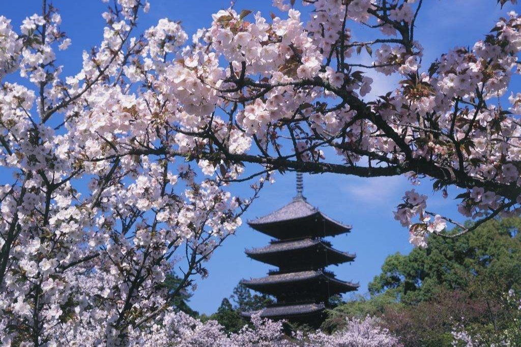 日本俗语有“樱花七日”，樱花真的只开放7天吗？