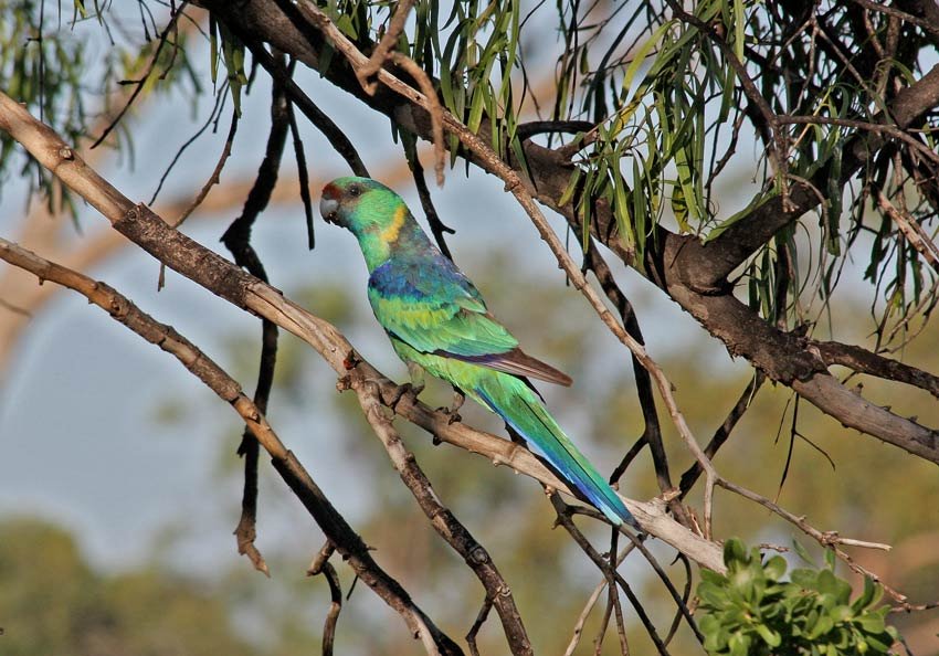 伯纳德氏鹦鹉的亚种分化