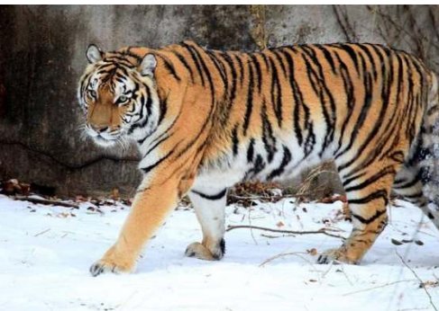 狼王能打过老虎吗?