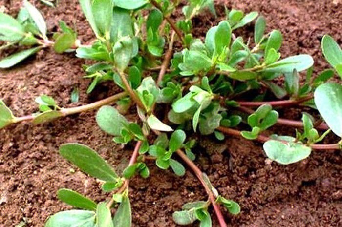 草字头下面一个见是什么字？