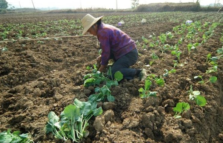 农谚 人勤地生宝,人懒地长草后面一句是啥