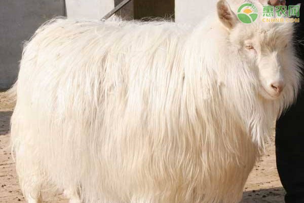 山羊绒多少钱一斤市场价