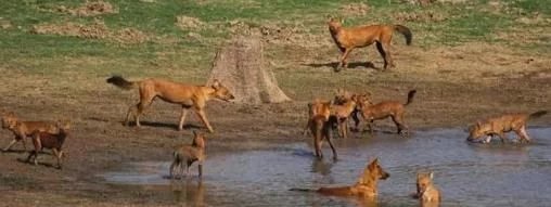 老虎竟然不如豺和狼？为何猛兽排名老虎只在第三位？