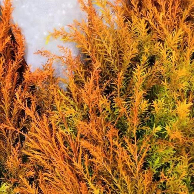 请问红色和绿色的什么叶子？