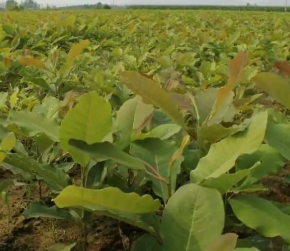 日本厚朴的介绍