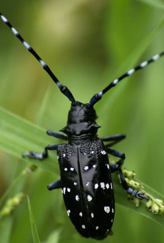 请问这是啥昆虫？？