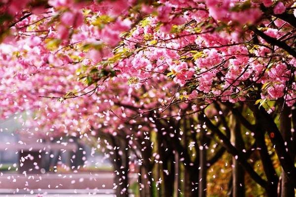 北国之春日语版歌词