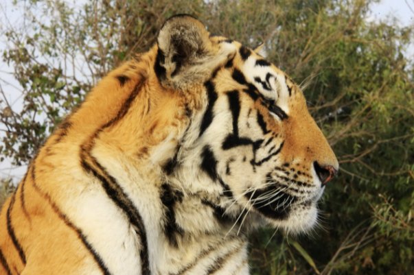 鸠集凤池是什么数字