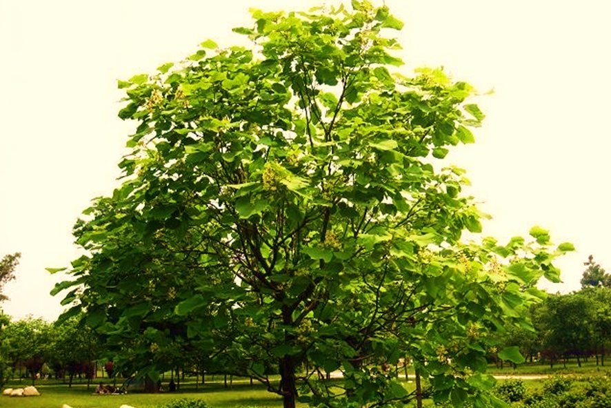 梓晴的意思及寓意