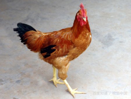 道听途说是什么生肖啊？