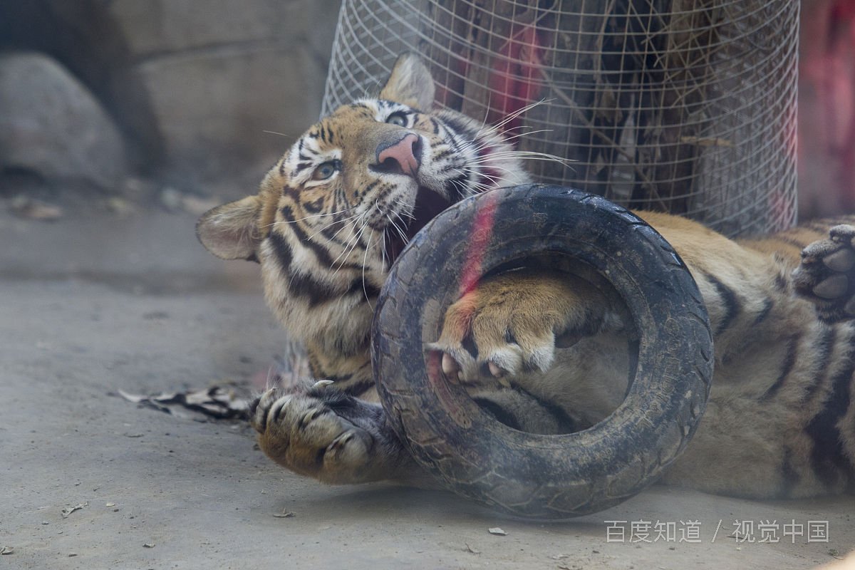 虎妈是什么意思虎妈是指谁呢