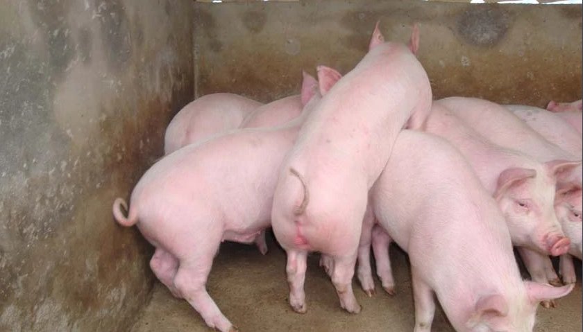 母猪呵呵的含义是什么？