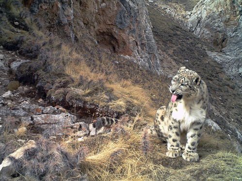 3只雪豹咬死咬伤39只羊4头牛，造成的损失该谁来赔偿？