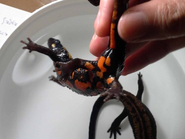 火麒麟蝾螈怎么养