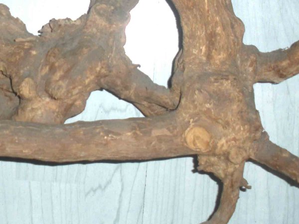 训诫管教分腿姜条的内容