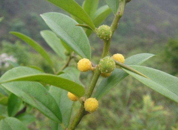 一个木头的木，一个石头的石，是什么字