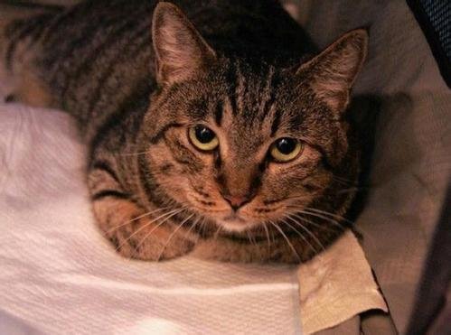 喵星人和汪星人是什么意思？