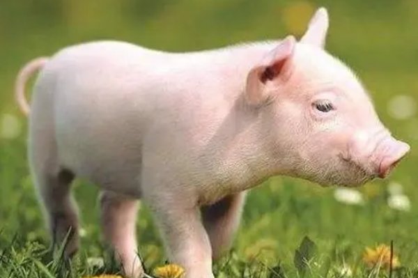 风暖日丽,打一生肖