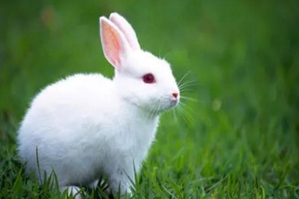关于兔子的成语有哪些
