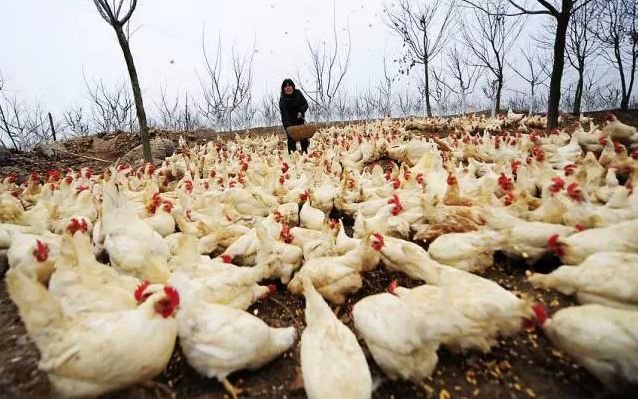 cctv7致富经是一档是什么样的节目？