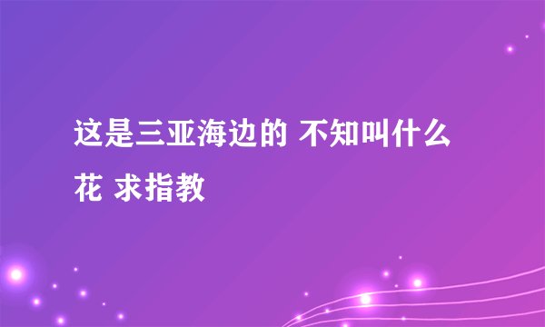 这是三亚海边的 不知叫什么花 求指教