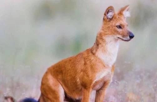 老虎竟然不如豺和狼？为何猛兽排名老虎只在第三位？