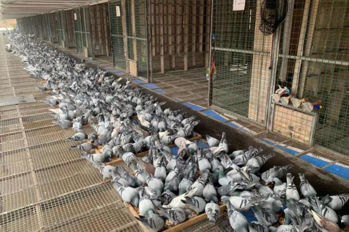 宏建公棚赛鸽公棚秋棚规程