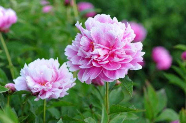 芍药为什么不能进家门