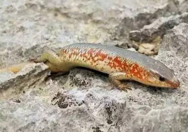 狗母蛇是什么？