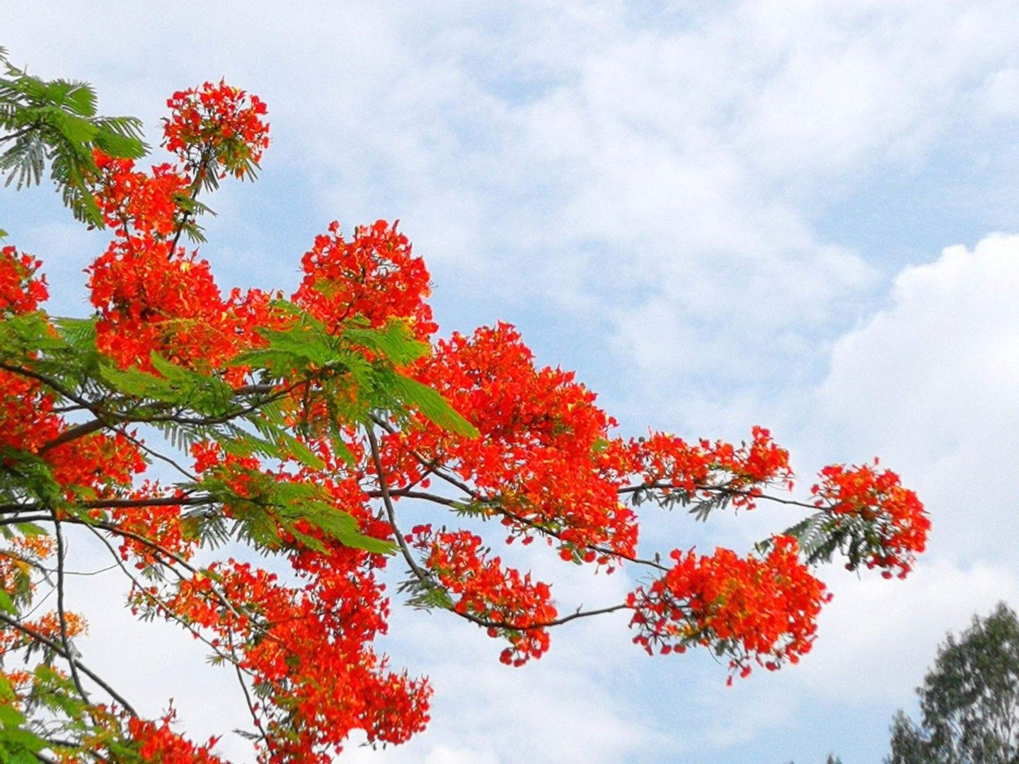 凤凰花开象征着什么寓意