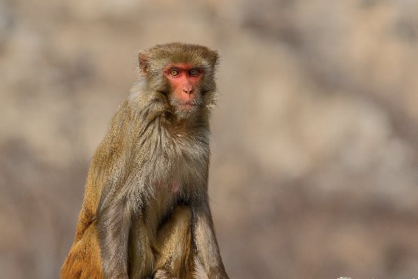 再三再四猜一生肖