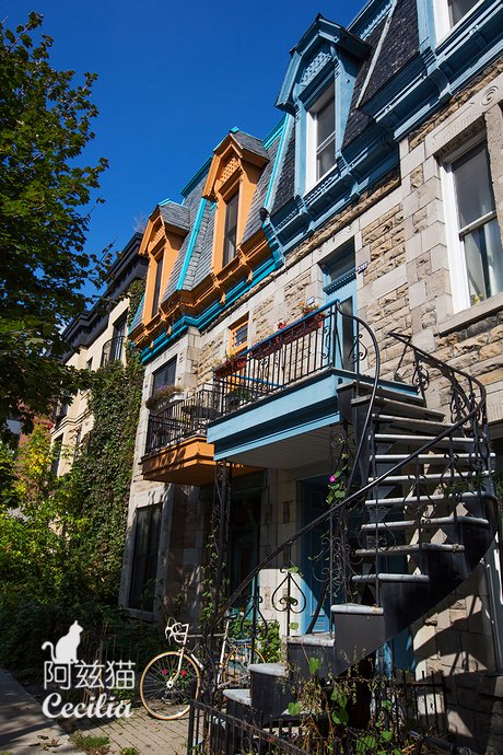 北美枫情的简介