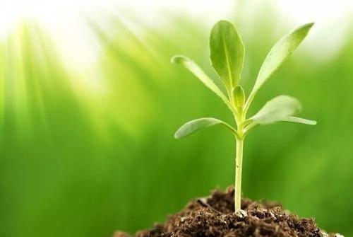 开两性花的植物没有性染色体吗？