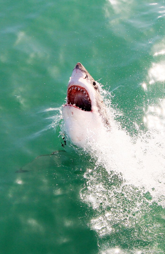 在海洋里，什么动物才能称得上是海洋之王？