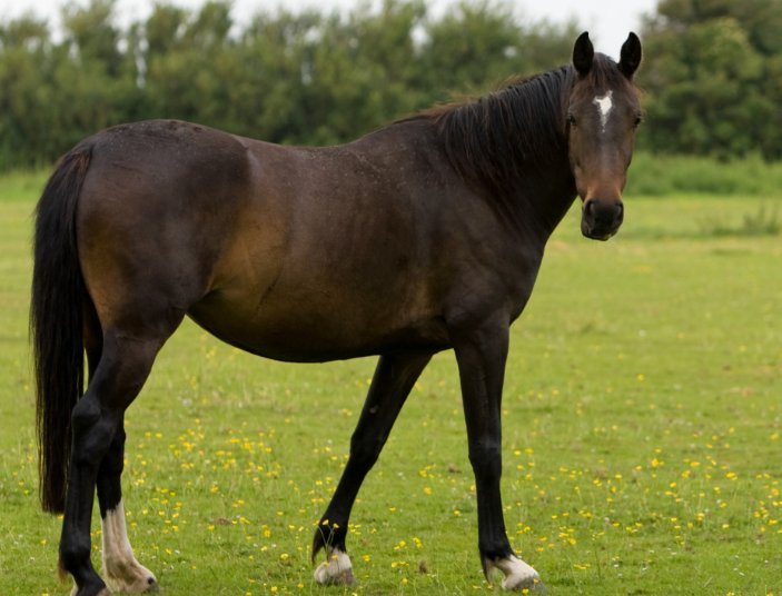 惊人之举,打一生肖