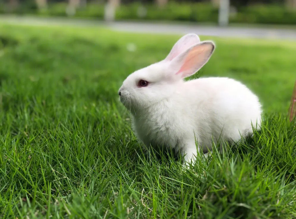 老师的兔子又大又好吃用英文怎么说？