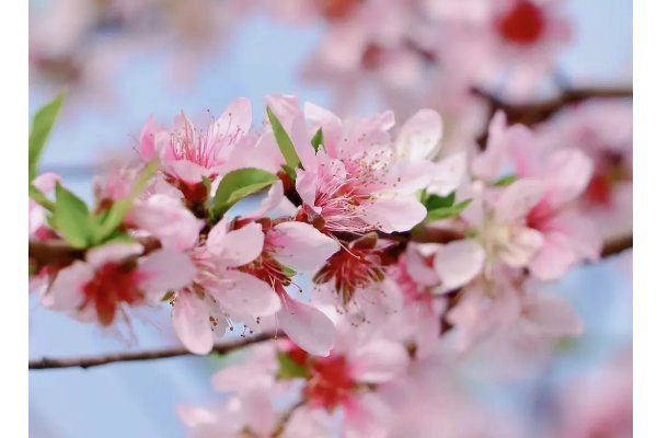 小小花蕾的深处桃花翻译