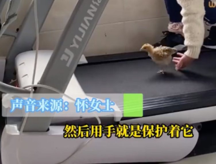 8岁女孩带小鸡仔在跑步机上锻炼,怎样看待这一做法呢?