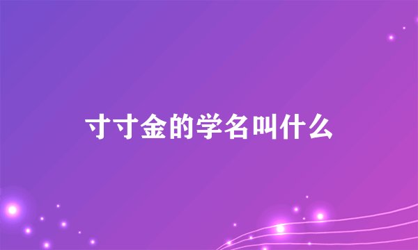 寸寸金的学名叫什么