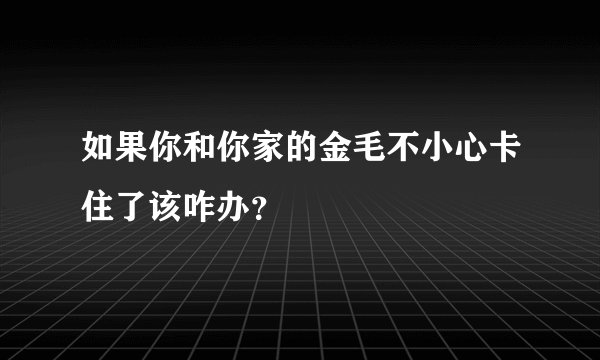 如果你和你家的金毛不小心卡住了该咋办？