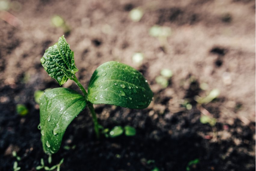 草字头一个内读什么？