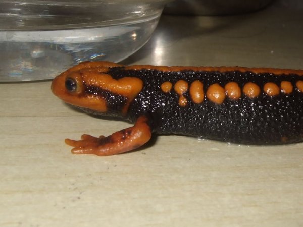 火麒麟蝾螈怎么养