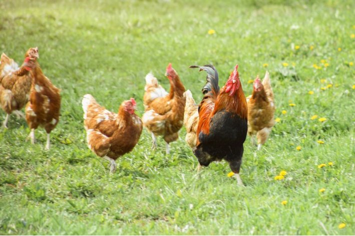 泫然流涕是什么生肖动物