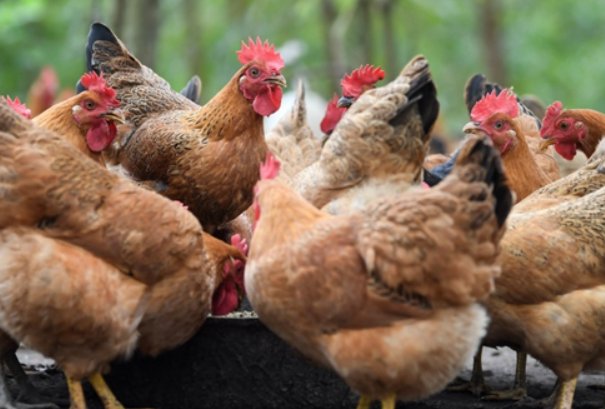 点铁成金是什么生肖