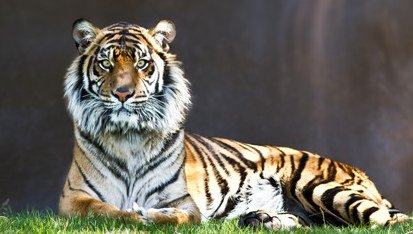 学海冰山是指什么生肖