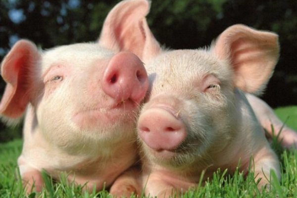 滴水不漏猜生肖